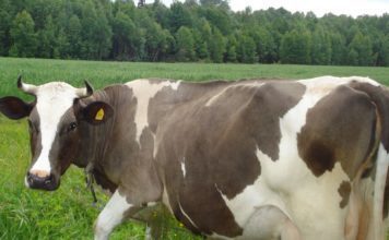 Костромская порода коров