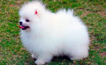 Померанский шпиц медвежьего типа