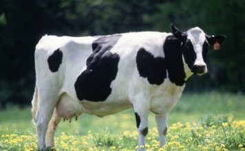 Голштинская молочная порода коров