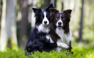 Бордер колли