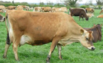 Джерсейская порода коров