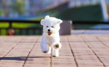 Бишон фризе