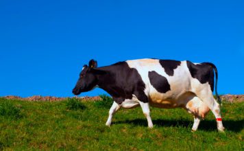 Черно-пестрая порода коров