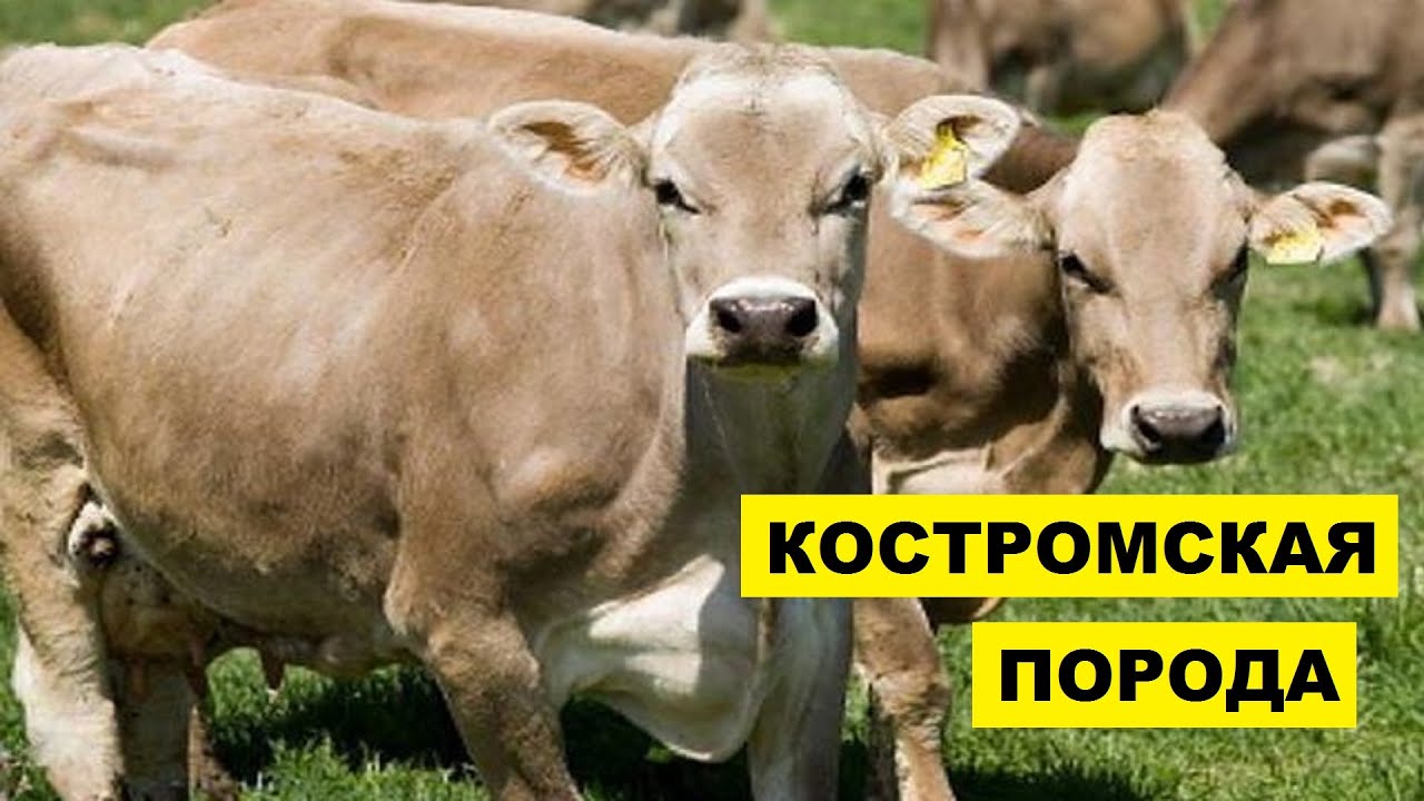 Кормление в холодные месяцы