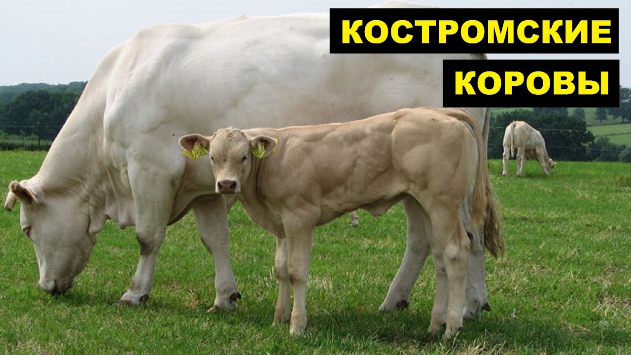 Происхождение костромской породы