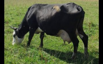 Ярославская порода коров