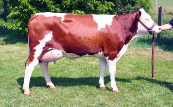 Красно-пестрая порода коров