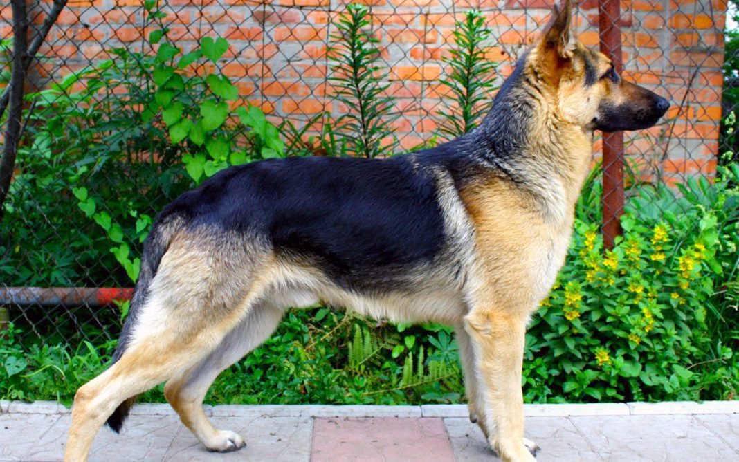 Восточно-европейская овчарка