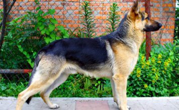 Восточно-европейская овчарка