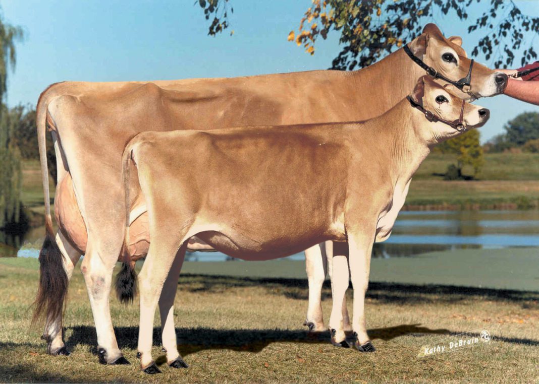 Швицкая порода коров