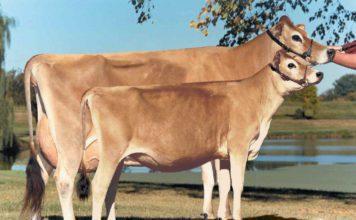 Швицкая порода коров