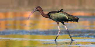 Каравайка Каравайка