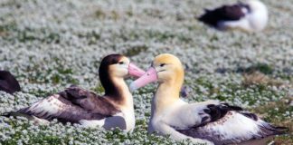 Белоспинный альбатрос Белоспинный альбатрос