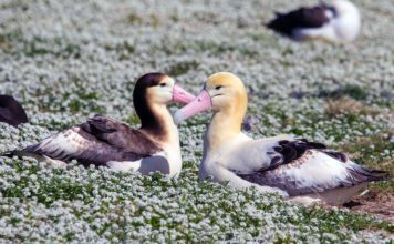 Белоспинный альбатрос