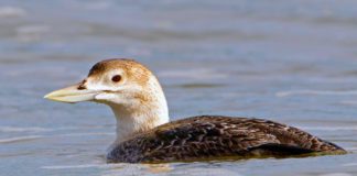 Белоклювая гагара Белоклювая гагара