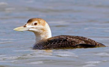 Белоклювая гагара