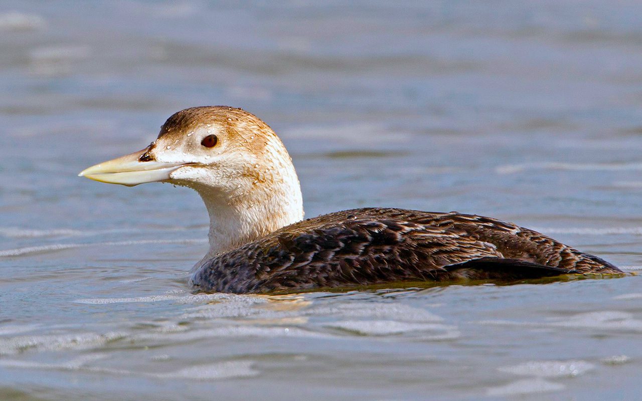 Белоклювая гагара Белоклювая гагара