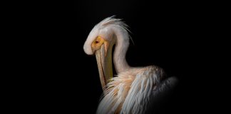 Розовый пеликан розовый пеликан