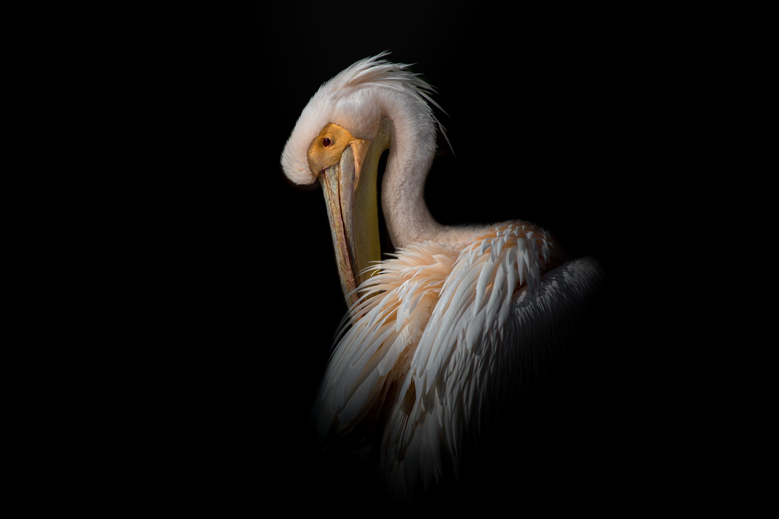 Розовый пеликан розовый пеликан