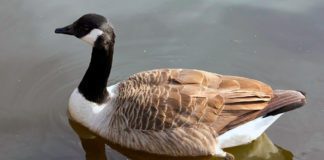 Алеутская канадская казарка Алеутская канадская казарка