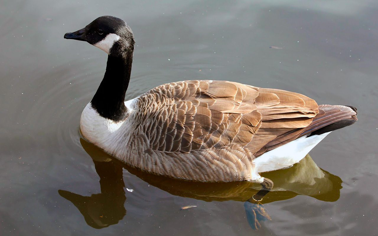 Алеутская канадская казарка Алеутская канадская казарка