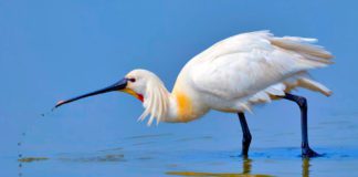 Колпица Колпица