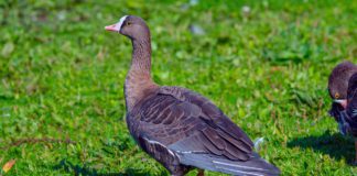 Пискулька Пискулька