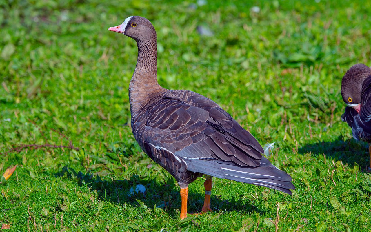 Пискулька Пискулька