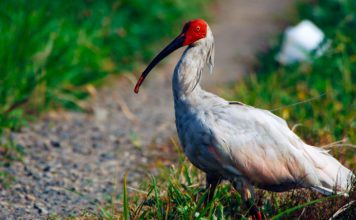 Красноногий (Японский) ибис