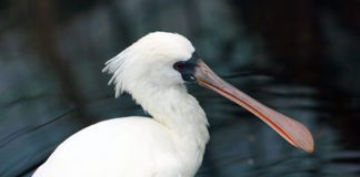 Малая колпица Малая колпица