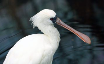 Малая колпица