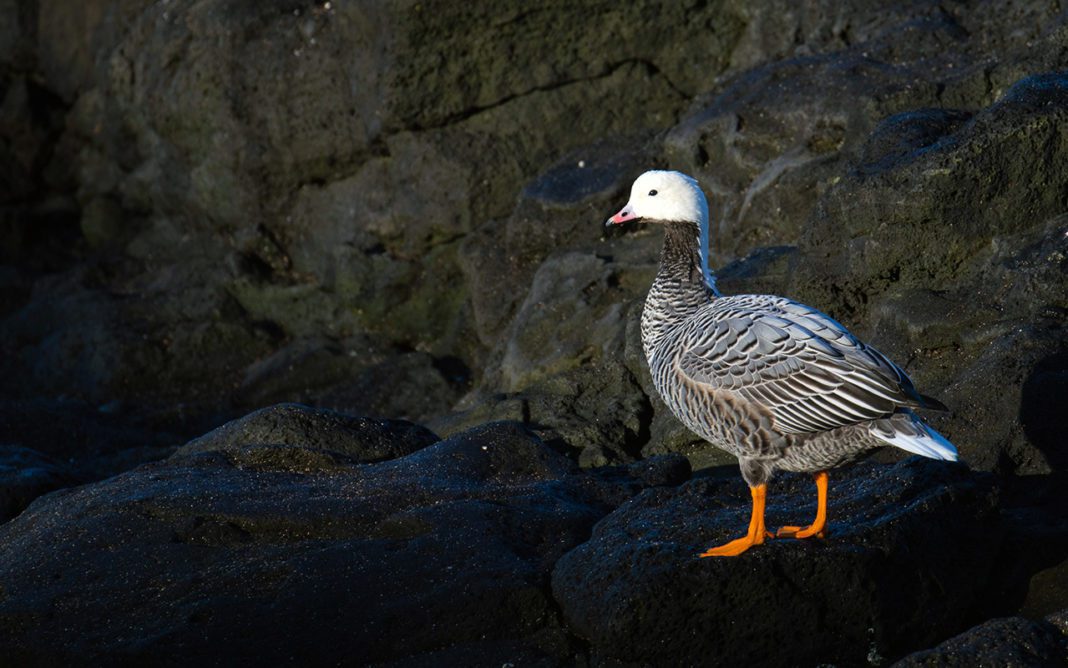 Гусь-белошей