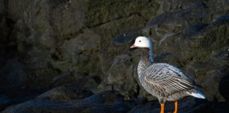 Гусь-белошей Гусь-белошей