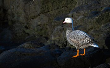 Гусь-белошей