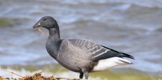 Черная казарка Казарка черная