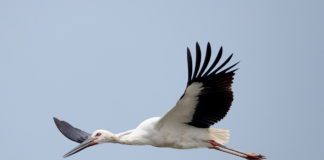 Дальневосточный аист Дальневосточный аист