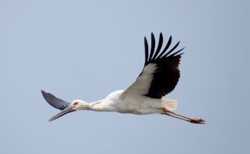 Дальневосточный аист