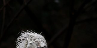 Кудрявый пеликан кудрявый пеликан