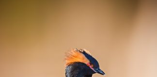 Красношейная поганка красношейная поганка