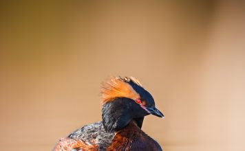 Красношейная поганка