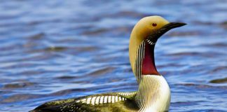 Чернозобая гагара Чернозобая гагара