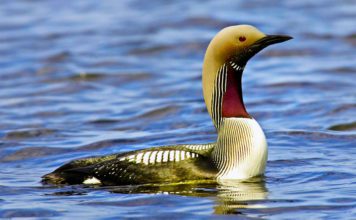 Чернозобая гагара