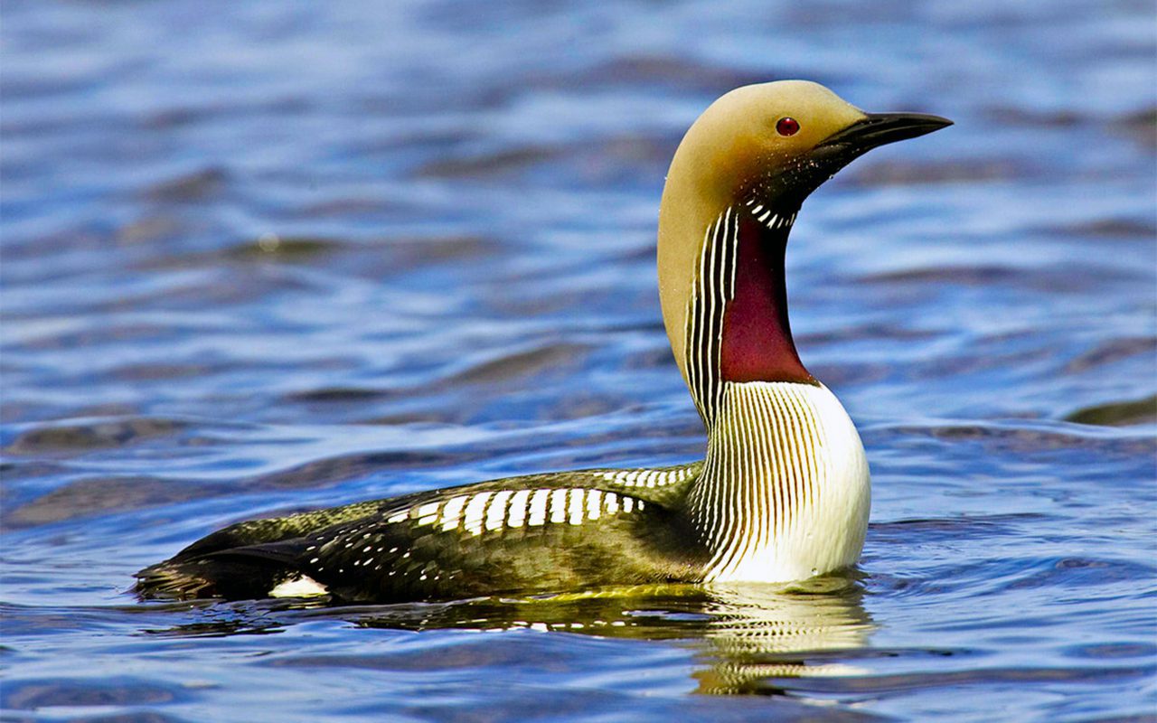Чернозобая гагара Чернозобая гагара