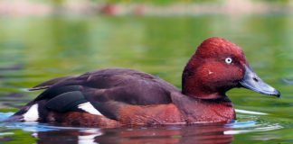 Белоглазый нырок Белоглазый нырок