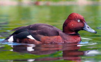 Белоглазый нырок