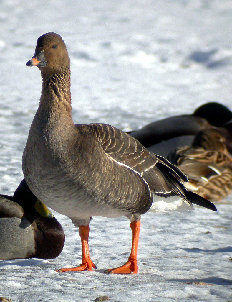 Гуменник Гуменник