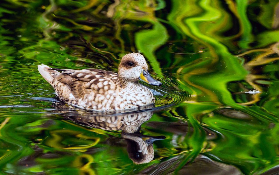 Мраморный чирок