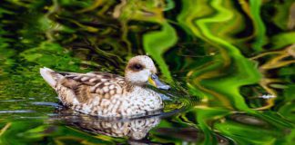 Мраморный чирок Мраморный чирок