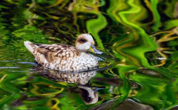 Мраморный чирок