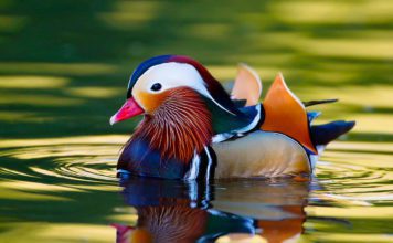 Мандаринка